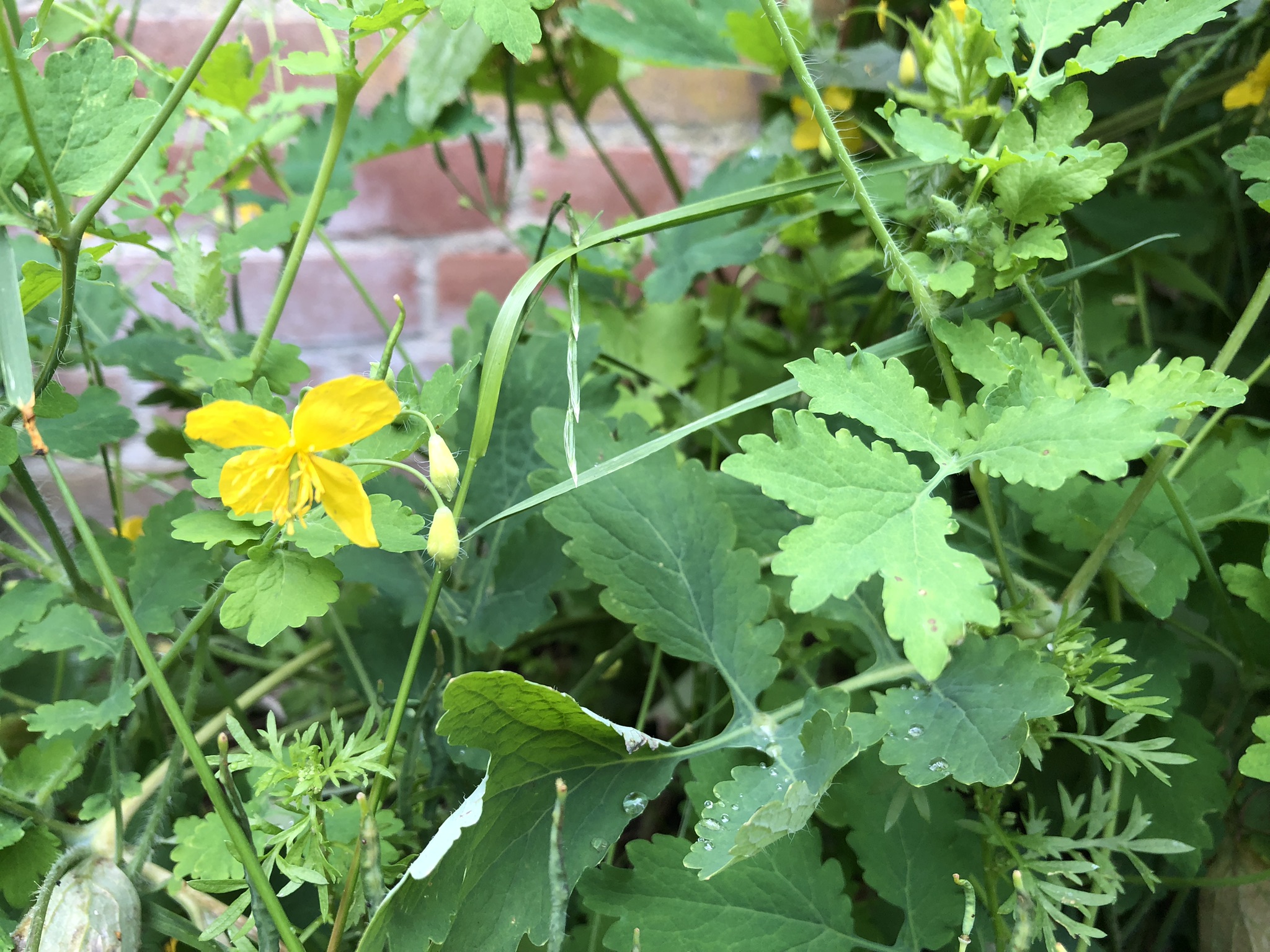 Stinkende gouwe, geneeskracht in het wild