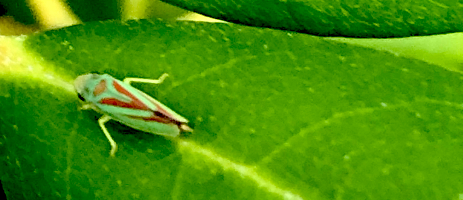 rodondendroncicade