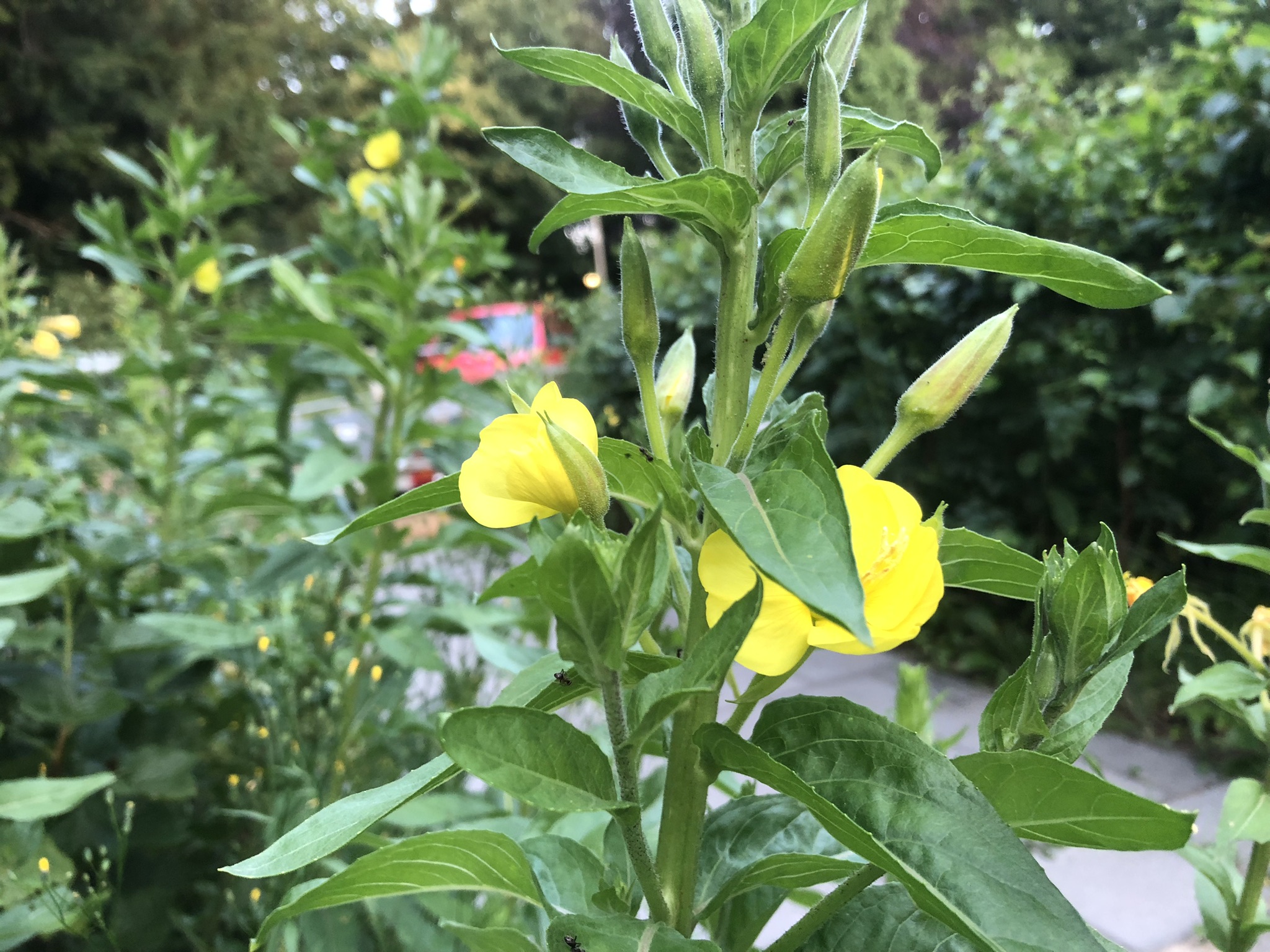 Teunisbloem, de helende nachtkaars