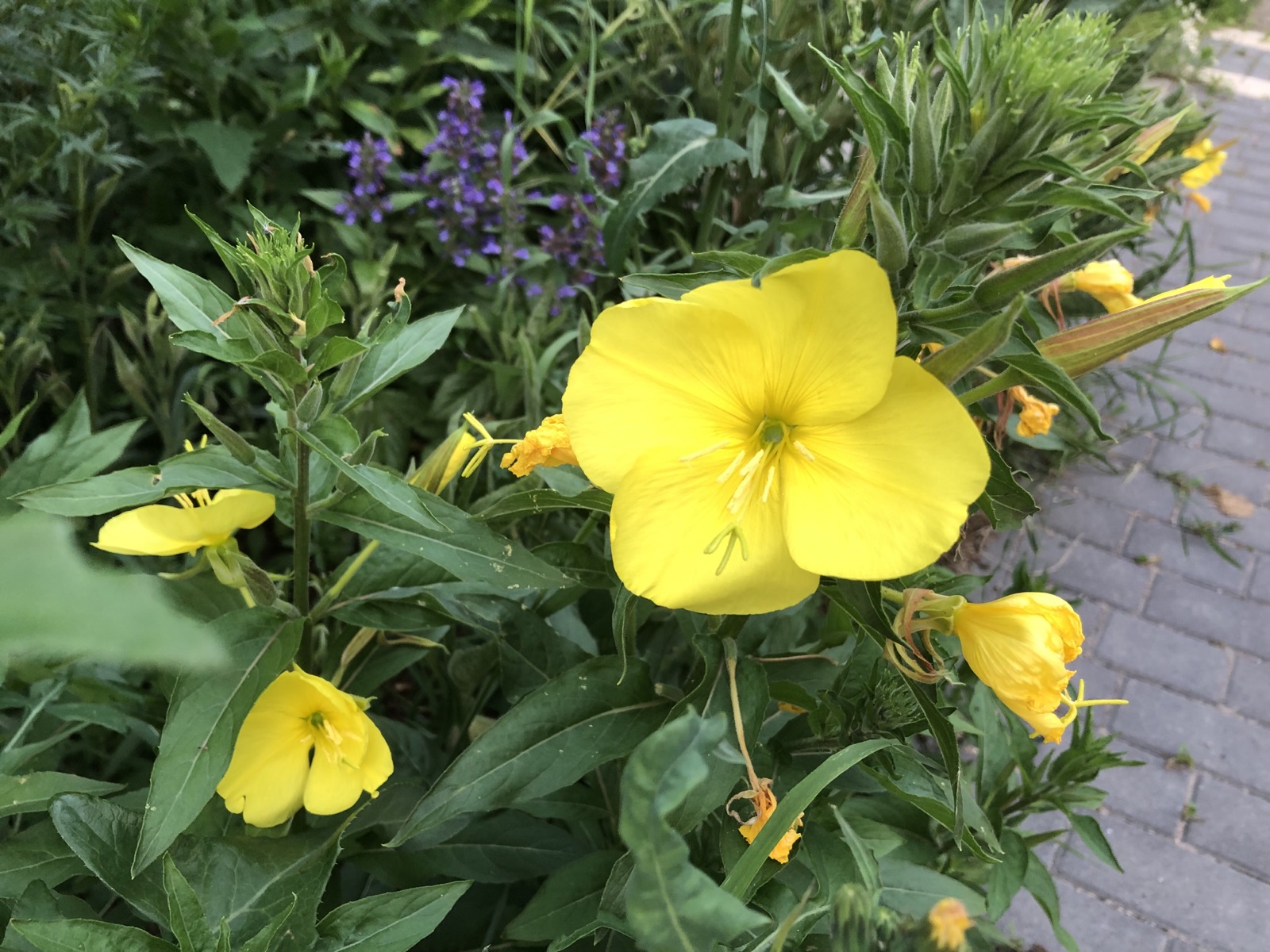 Teunisbloem, de helende nachtkaars
